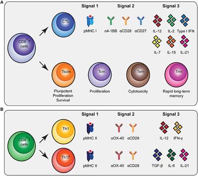 Biomaterial-Based Activation and Expansion of Tumor-Specific T Cells